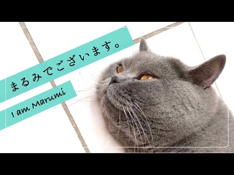 【Brilog 016】冷やしまるみ始めました🍧／ブリティッシュショートヘア