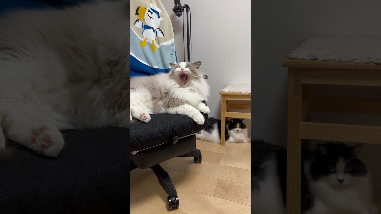 常にいい所に陣取る猫 #cat #ラグドール #ノルウェージャンフォレストキャット