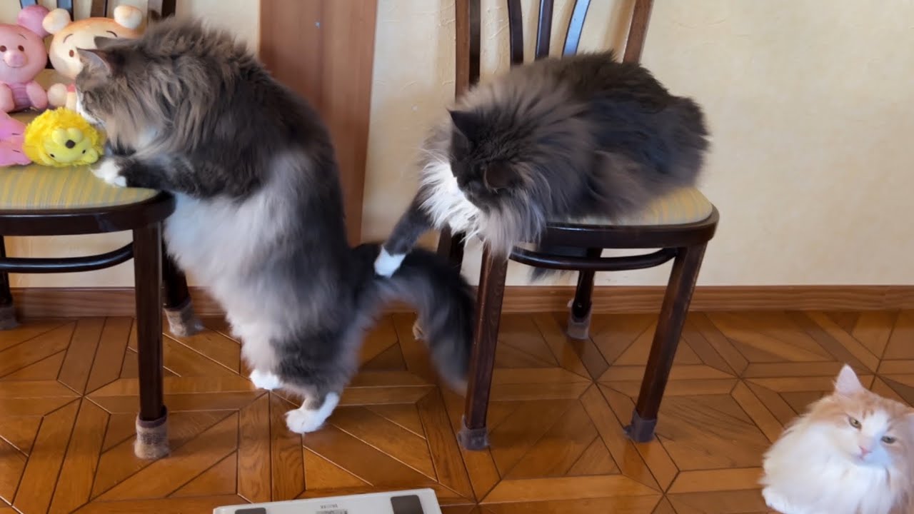 【個性✨】体重測定中でも自由気ままなもふ猫たちがカワイイ💖ノルウェージャンフォレストキャットとターキッシュアンゴラ