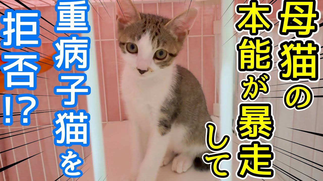 母猫の本能が暴走して重病子猫を拒否!?困った事態になりました…