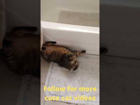 American Wirehair #shorts #cat