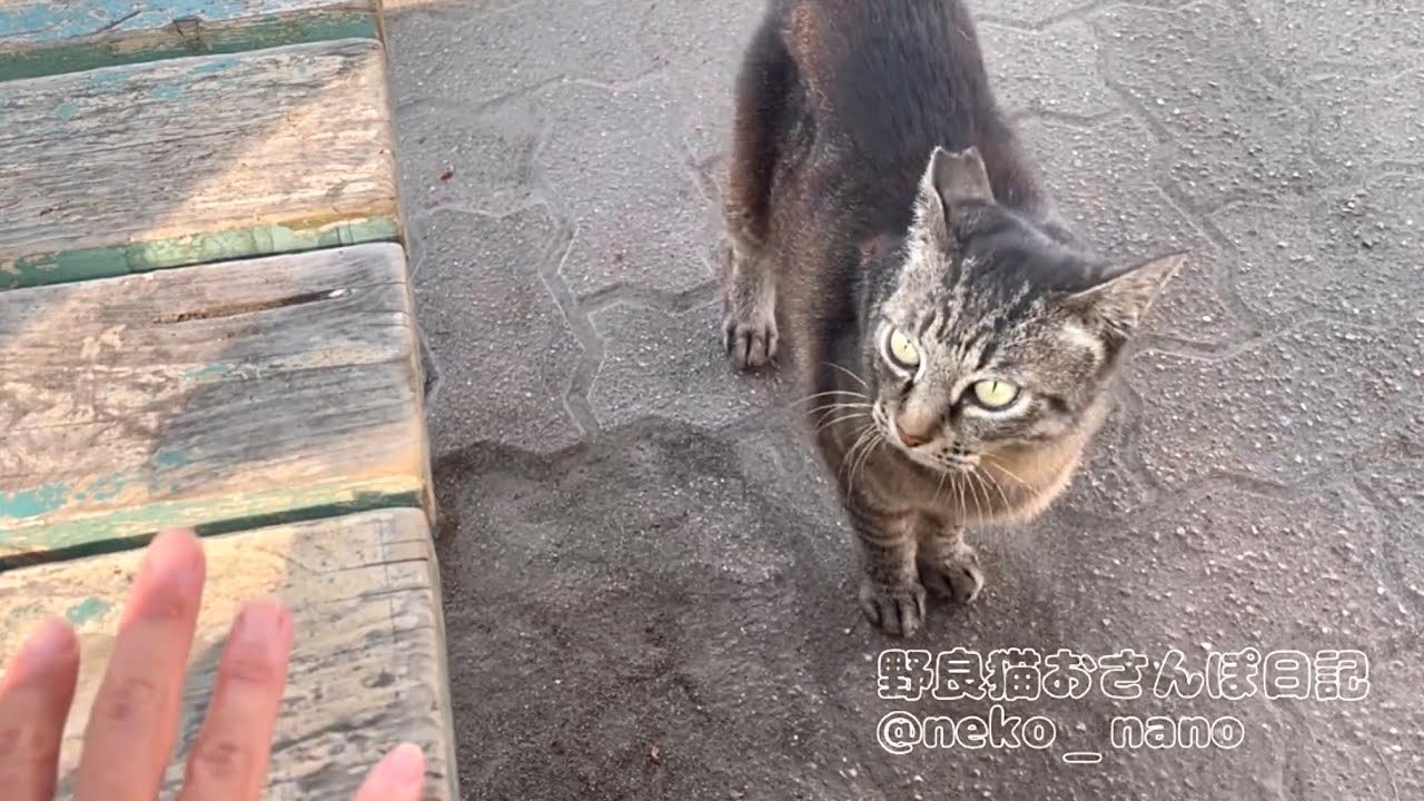 呼んだらベンチに飛び乗って来てくれるミーちゃん【キジトラ猫】
