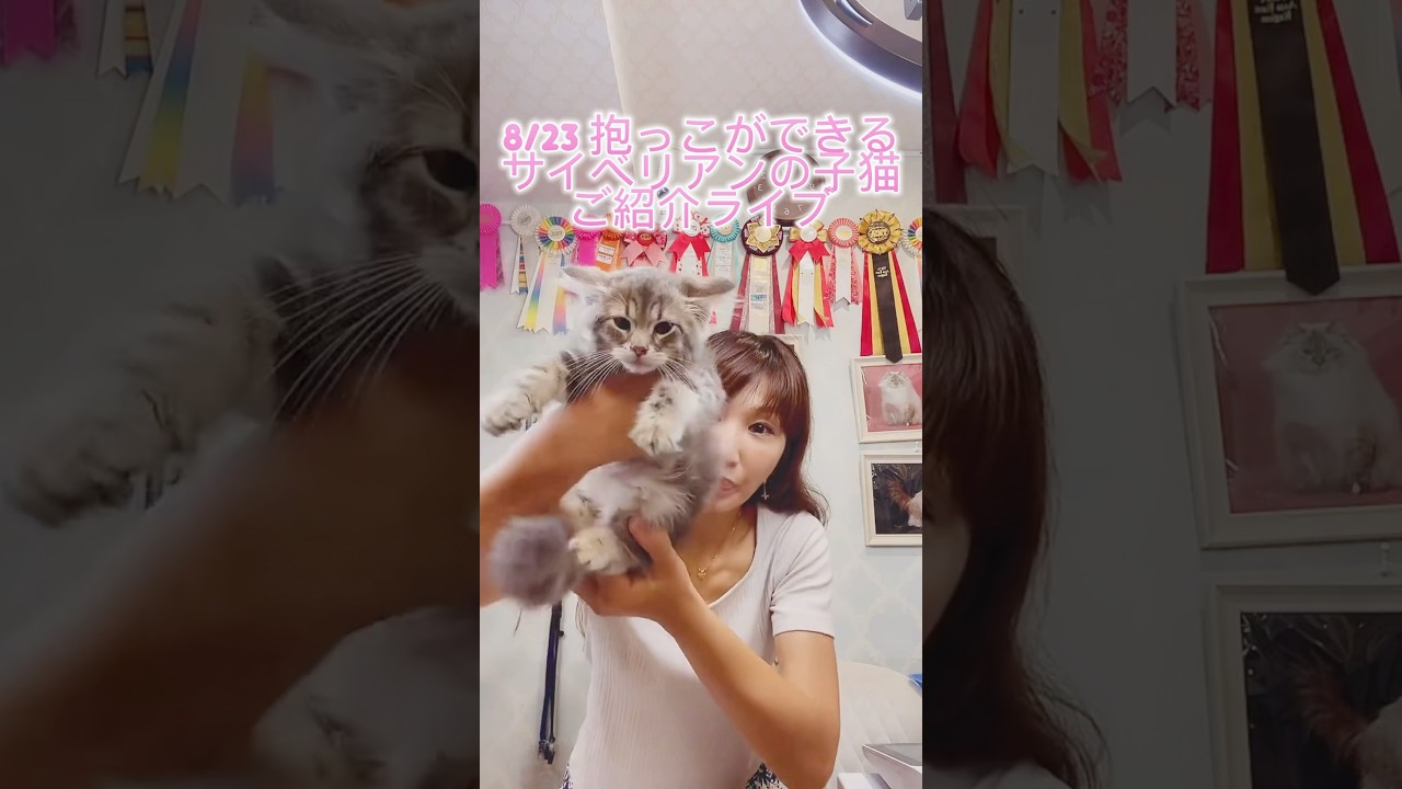 8/23 抱っこができる#サイベリアン の#子猫 ご紹介ライブ😻ご家族様募集中の可愛い子猫達が沢山登場❣️#こねこ を抱っこしたい方は、サイベリアン専門店ロイヤル・キャッツ❣️#ペットショップ