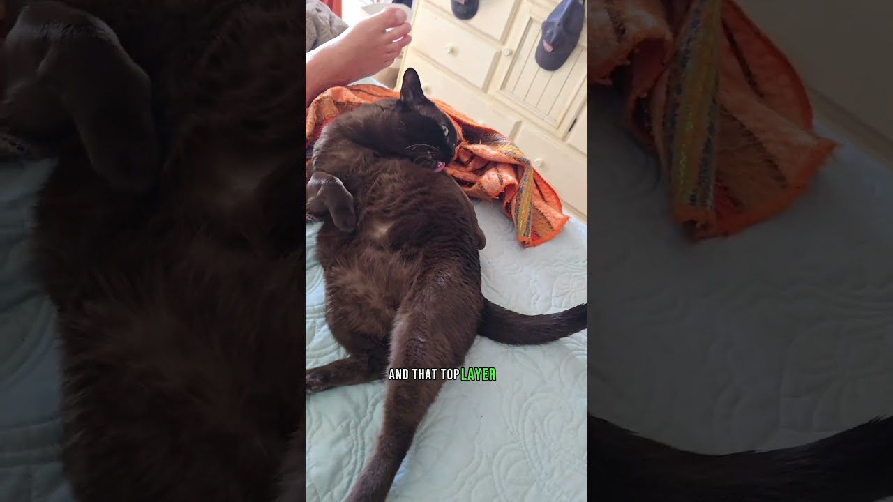 Burmese Cat "Works Out" to Prove She's Not Fat #burmesecat #cats #funnyanimals #cutecat #catlife