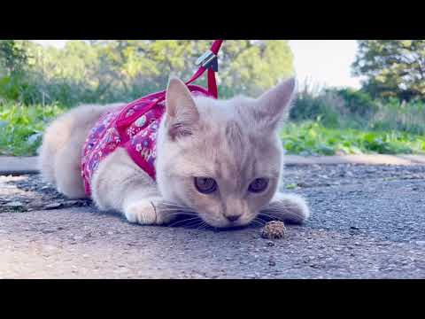 もちさん初めての公園デビュー！ブリティッシュショートヘアの冒険 Mochi's first park debut! Adventures of the British Shorthair