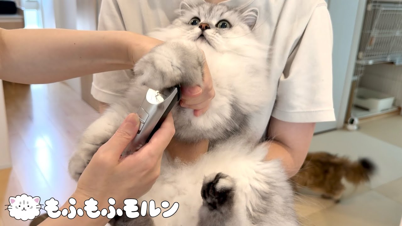 爪切りに続くもうひとつの猫のお手入れ 【サイベリアン】