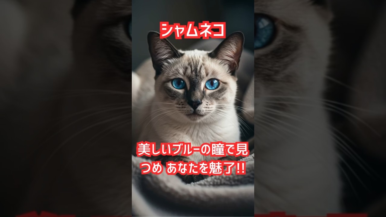 美しいブルーの瞳であなたを魅了‼️　　　　　　　　　　　　　　　　　　　　　　　　　　　　　#ネコの雑学　　#雑学　#シャム猫ミックス