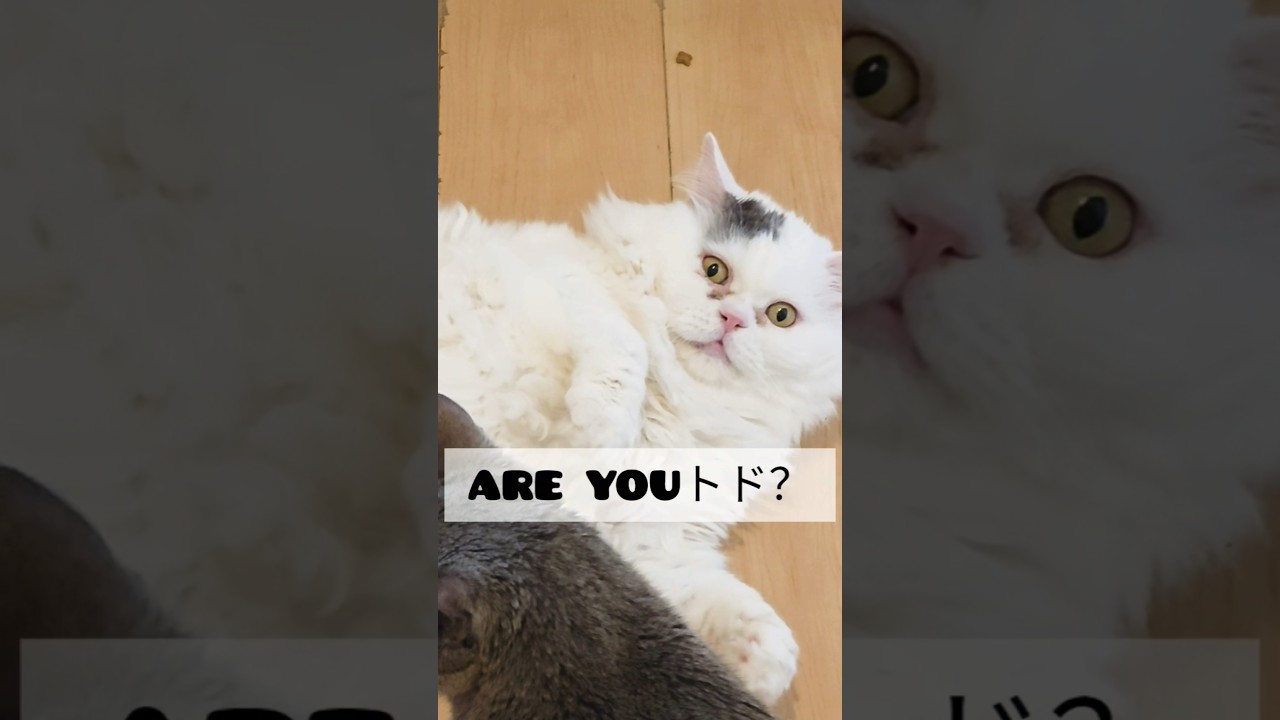 ねこorトド？2 #ねこのいる生活#ラガマフィン