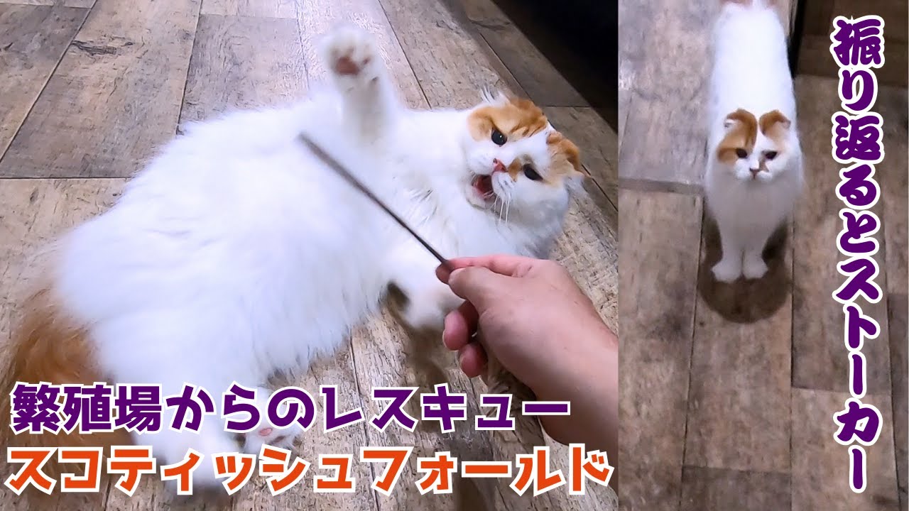 繁殖場からのレスキューされた長毛スコティッシュフォールドおっとりでもへそ天で遊ぶストーカー猫（保護猫カフェ猫の木）Rescued Scottish Fold from a breeding farm