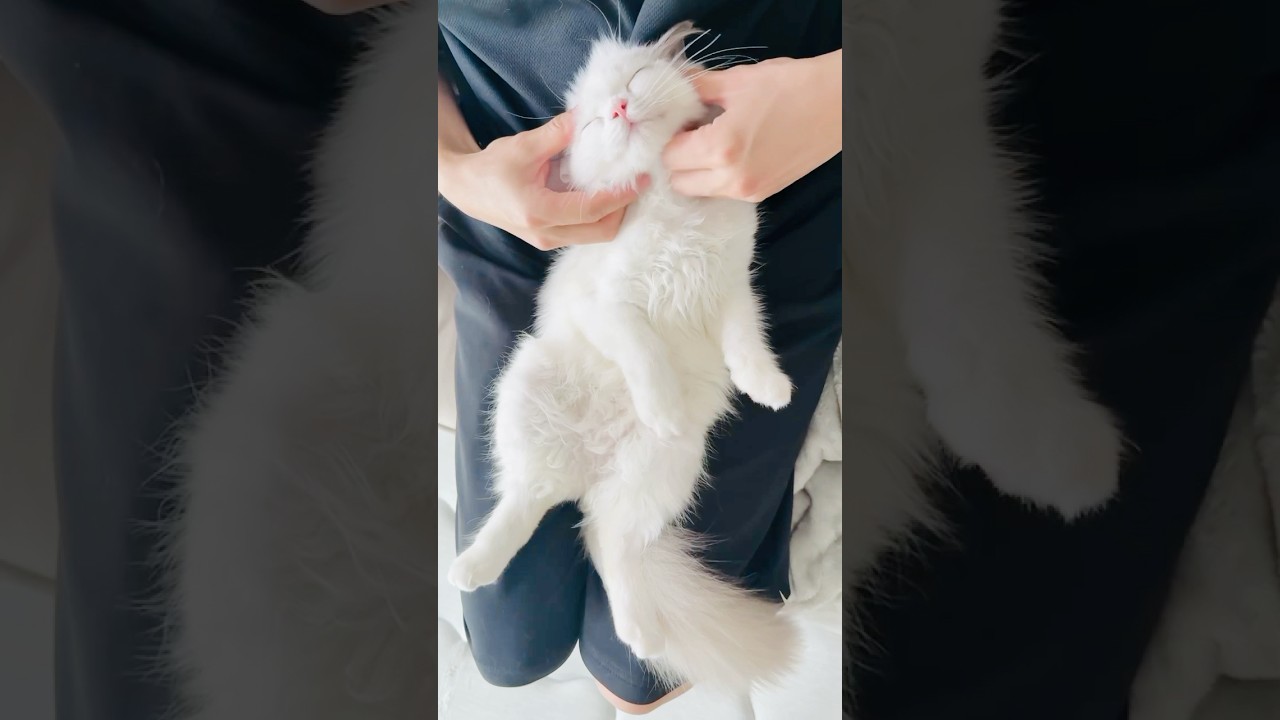 マッサージが気持ち良くてとろける子猫🐾