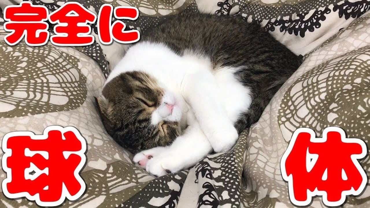 ついに完全な球体になった猫【スコティッシュフォールド】【Scottish Fold】