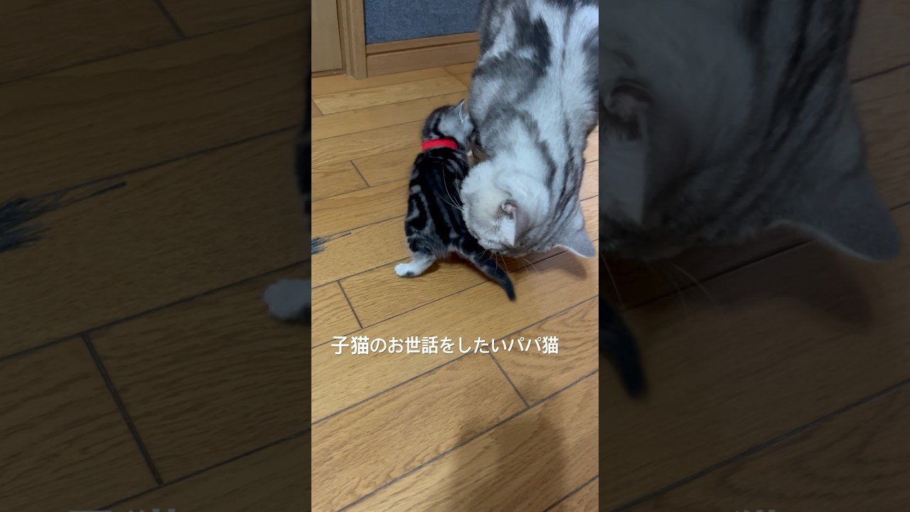子猫のお世話をしたいパパ猫#アメリカンショートヘア#アメショ#子猫#猫の日常#cat#cats