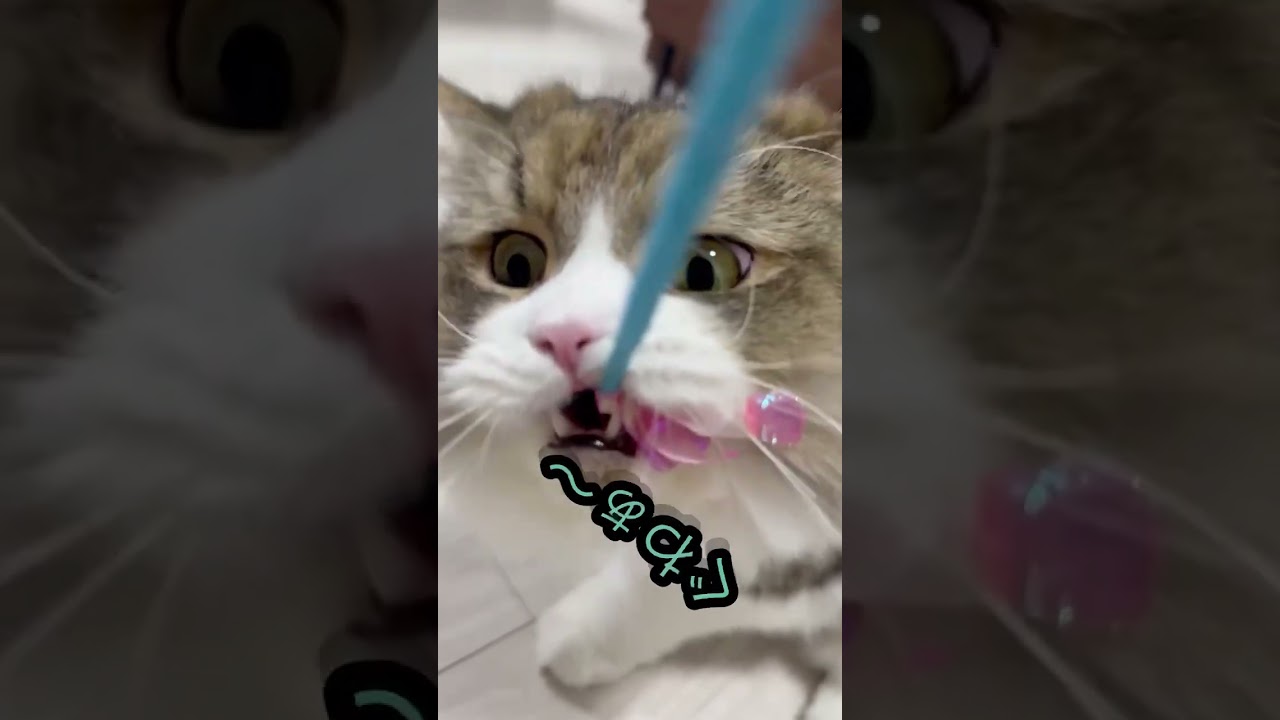 ボアち　#cat #cute  #猫　#ラガマフィン　#pets
