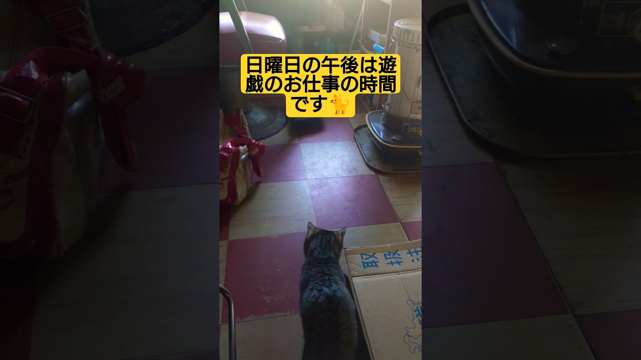 日曜午後の風景を撮影してみた#cat #猫のいる暮らし #ねこのいる生活 #猫動画
