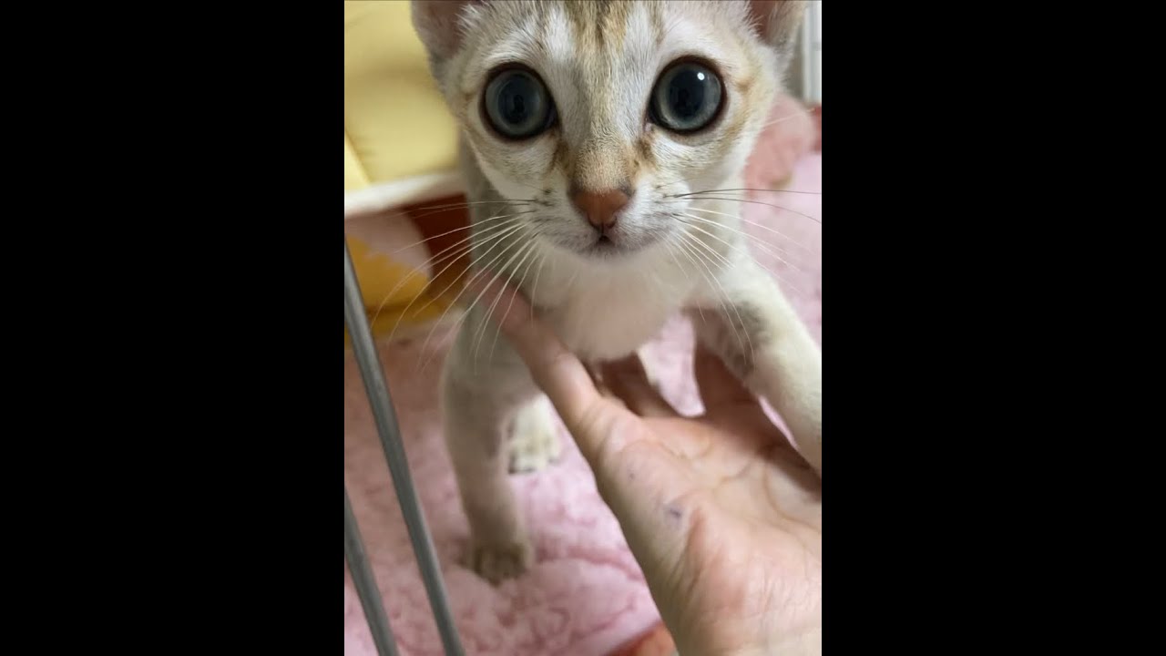 肩乗り猫　シンガプーラ子猫 #シンガプーラ #子猫 #肩乗り猫