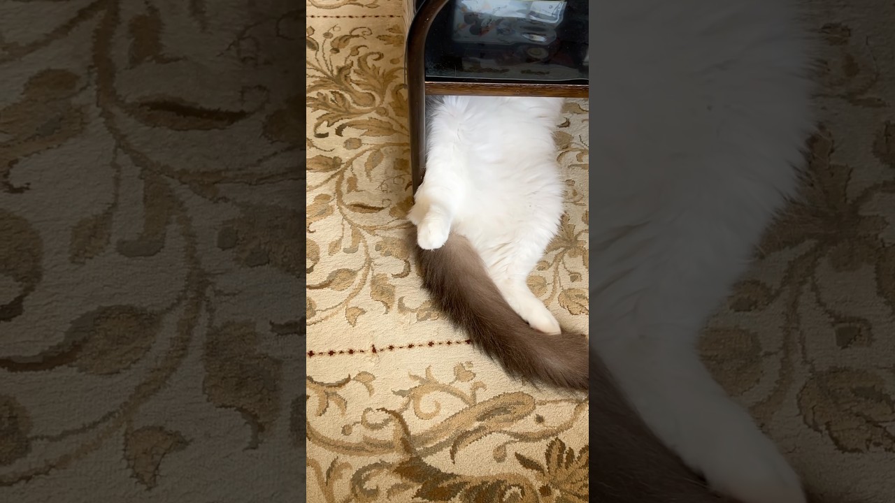足ぐせ悪すぎ💧　#猫  #cat  #ラグドール