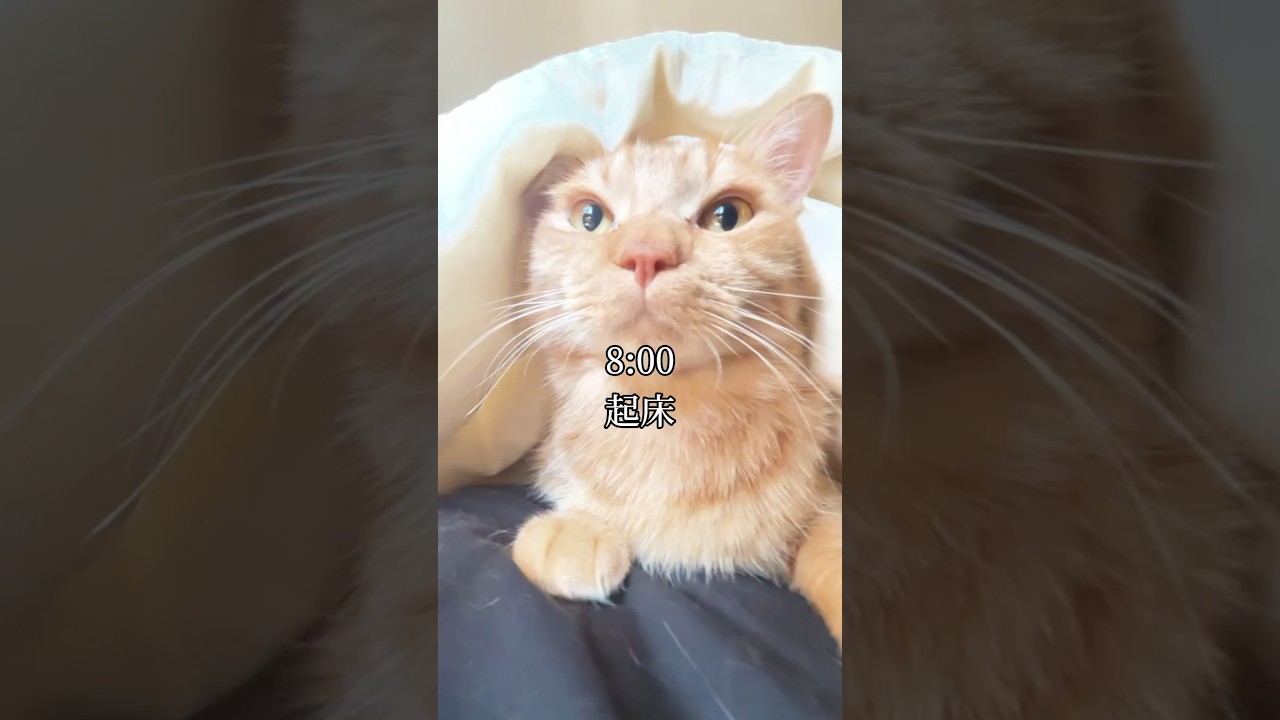 朝からう○ちいっぱいする猫の１日 #cat #ネコ