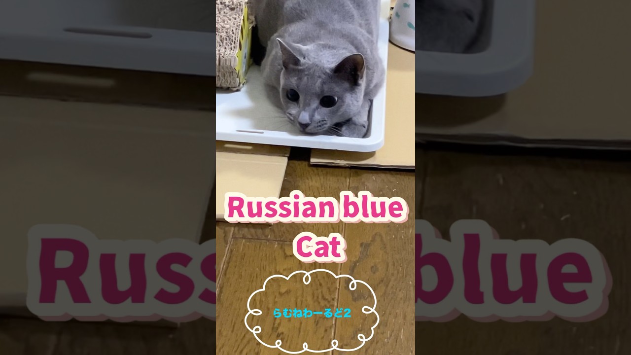 ロシアンブルー❤️爪とぎ8.22