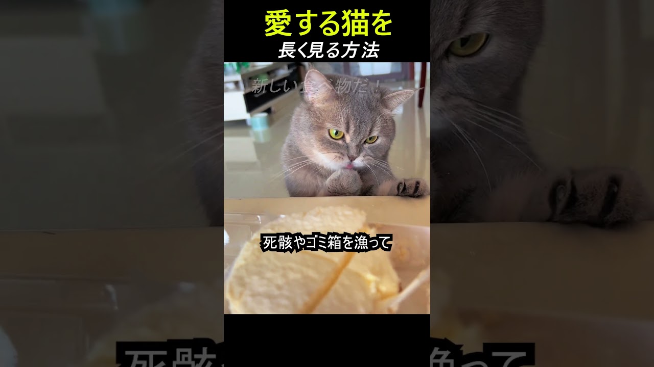 愛する猫を長く見る方法
