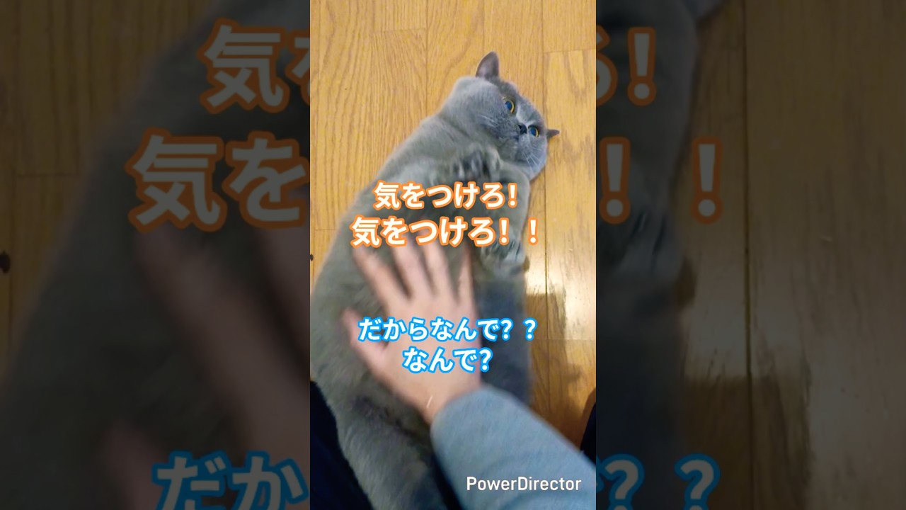 ブリティッシュショートヘアからの大事な話#shorts #cat #猫のいる暮らし #猫好きさんと繋がりたい #保護猫#ブリティッシュショートヘア