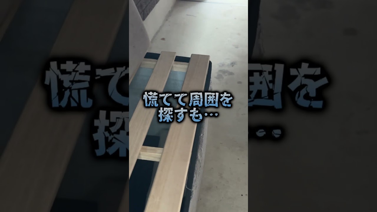 #野良猫 #庭猫 #子猫