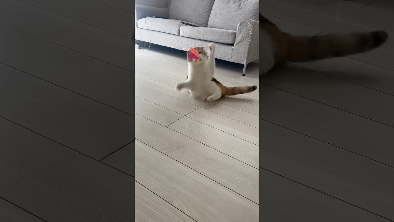 アボちゃん遊んでもらってよかったね♡#猫#スコティッシュフォールド