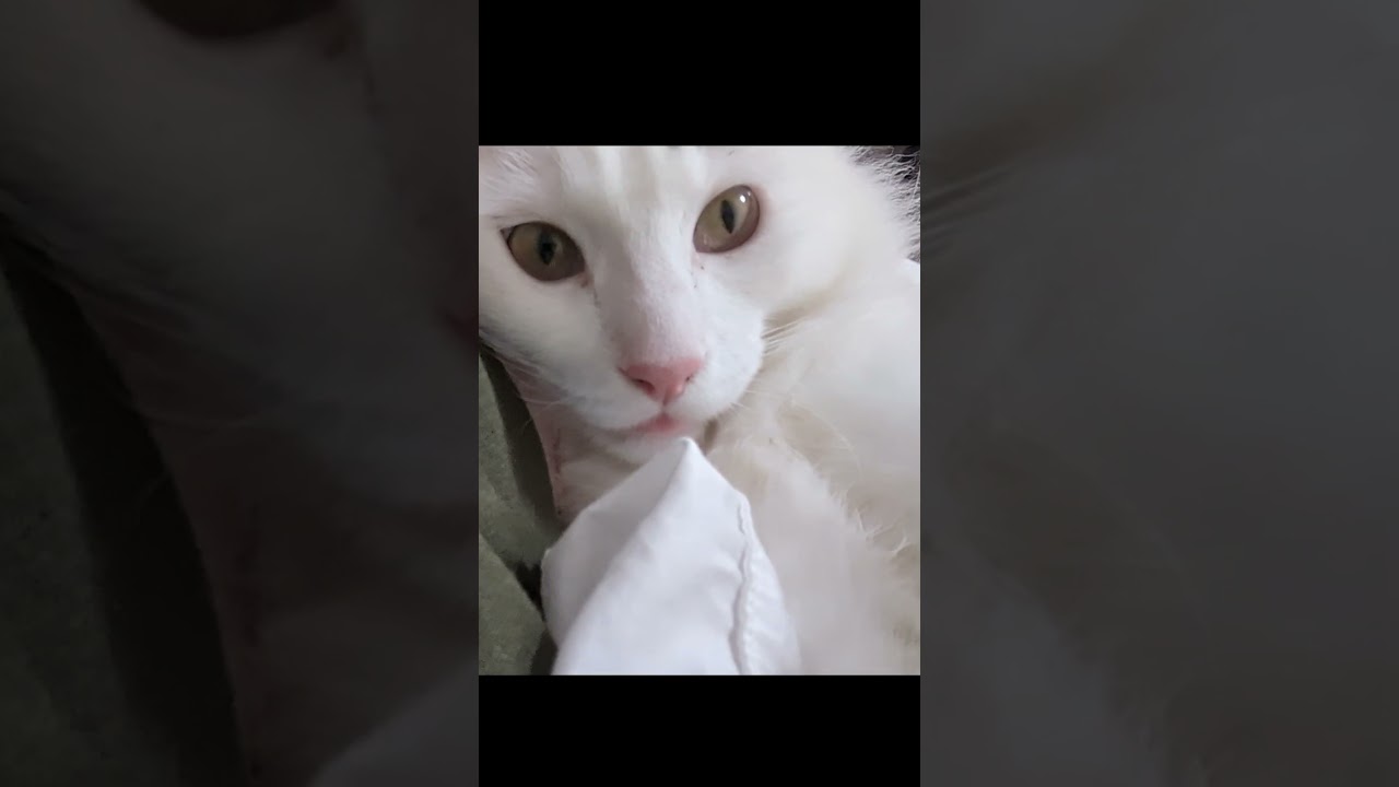 【20250819】腕枕でリラックスしているところ