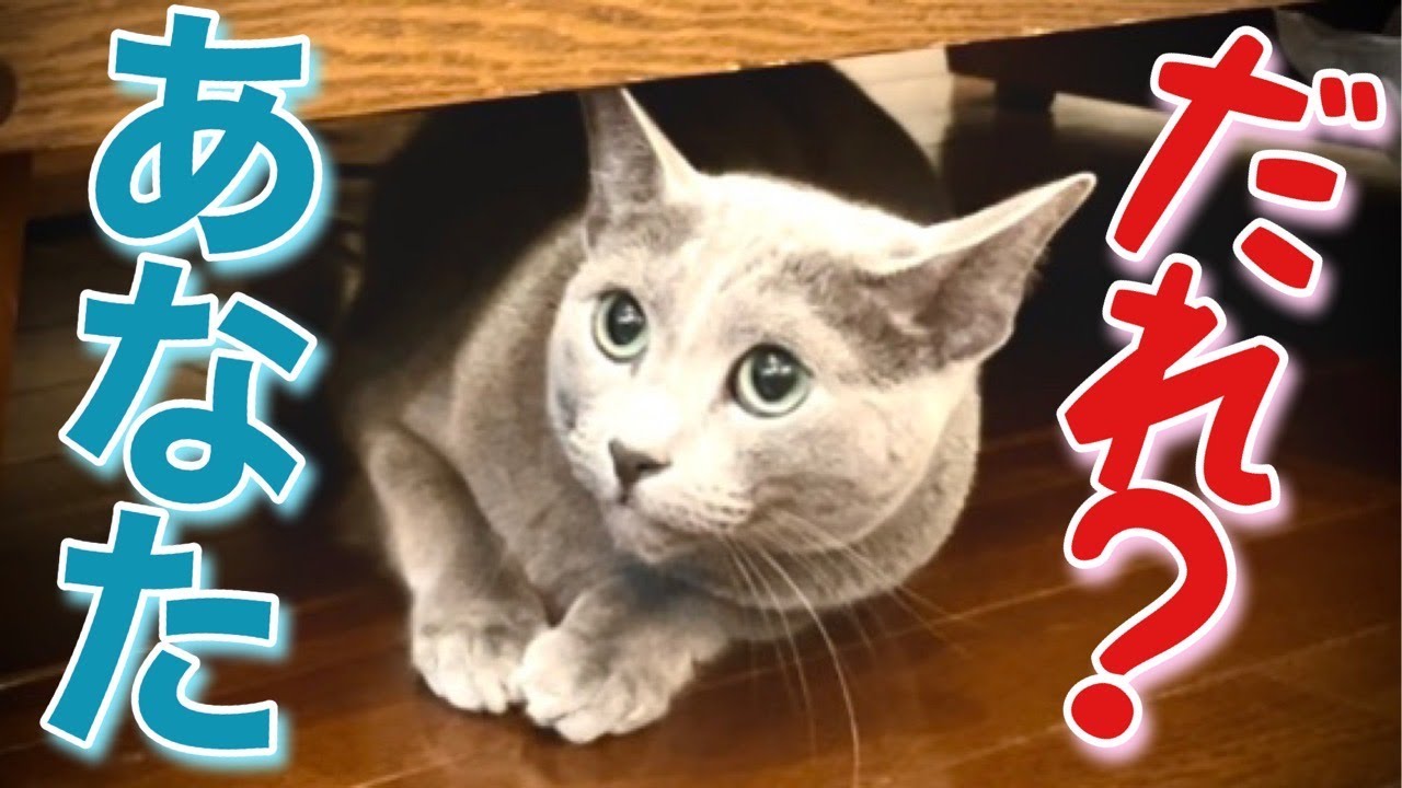 ロシアンブルー|猫は3年の恩を3日で忘れるって！ [Russian Blue]