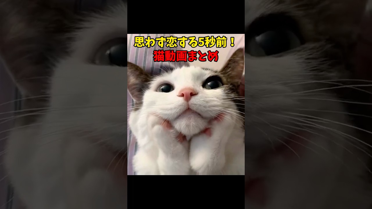 恋が始まる❤️ #猫 #cat #cats #cute