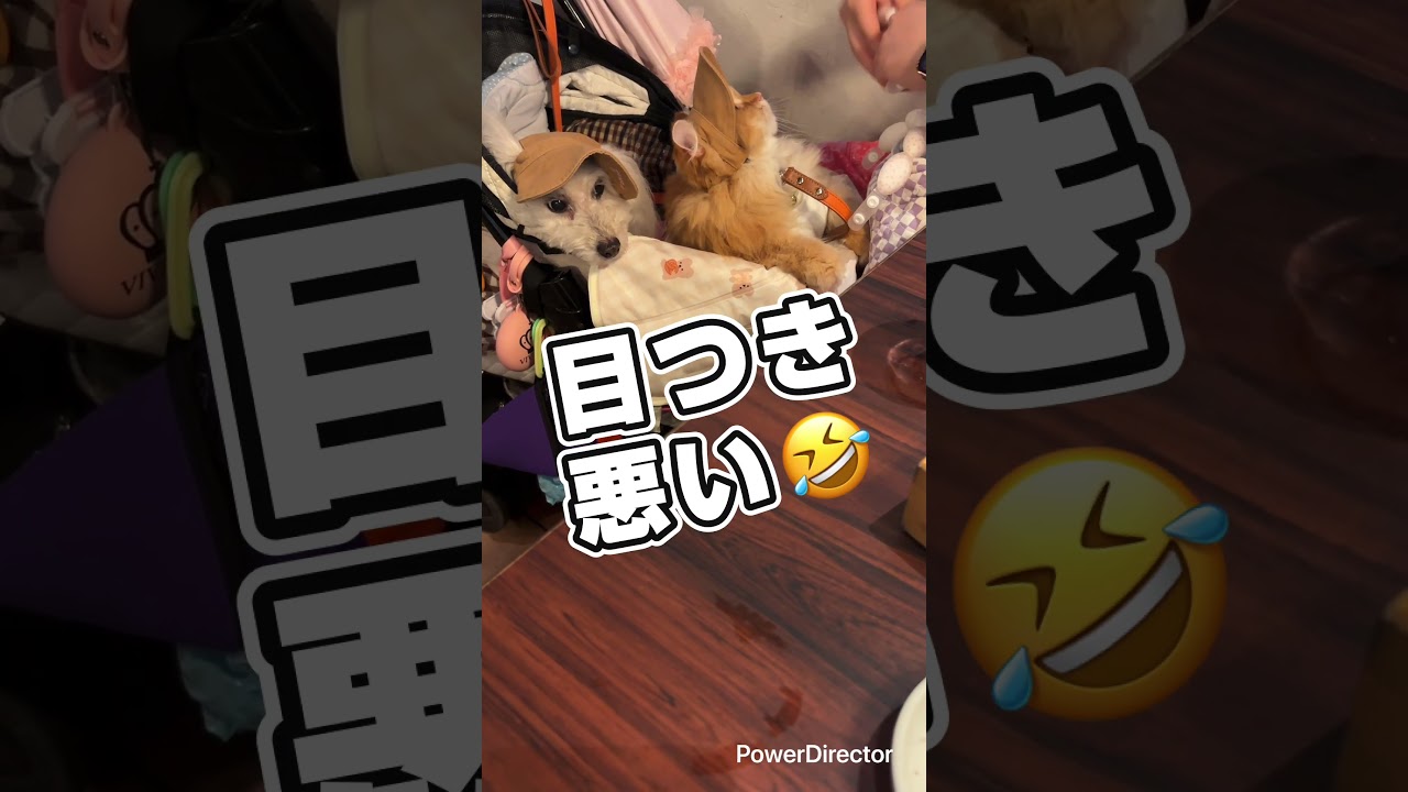 ひなたの逆襲！飼い主が噛まれた瞬間😂