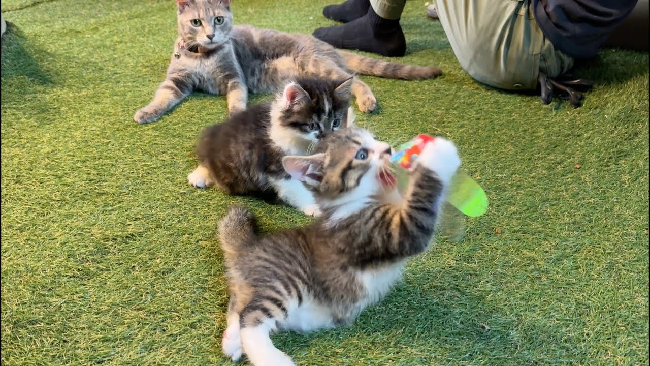 里親募集中の子猫を愛でる会(30分ほど)