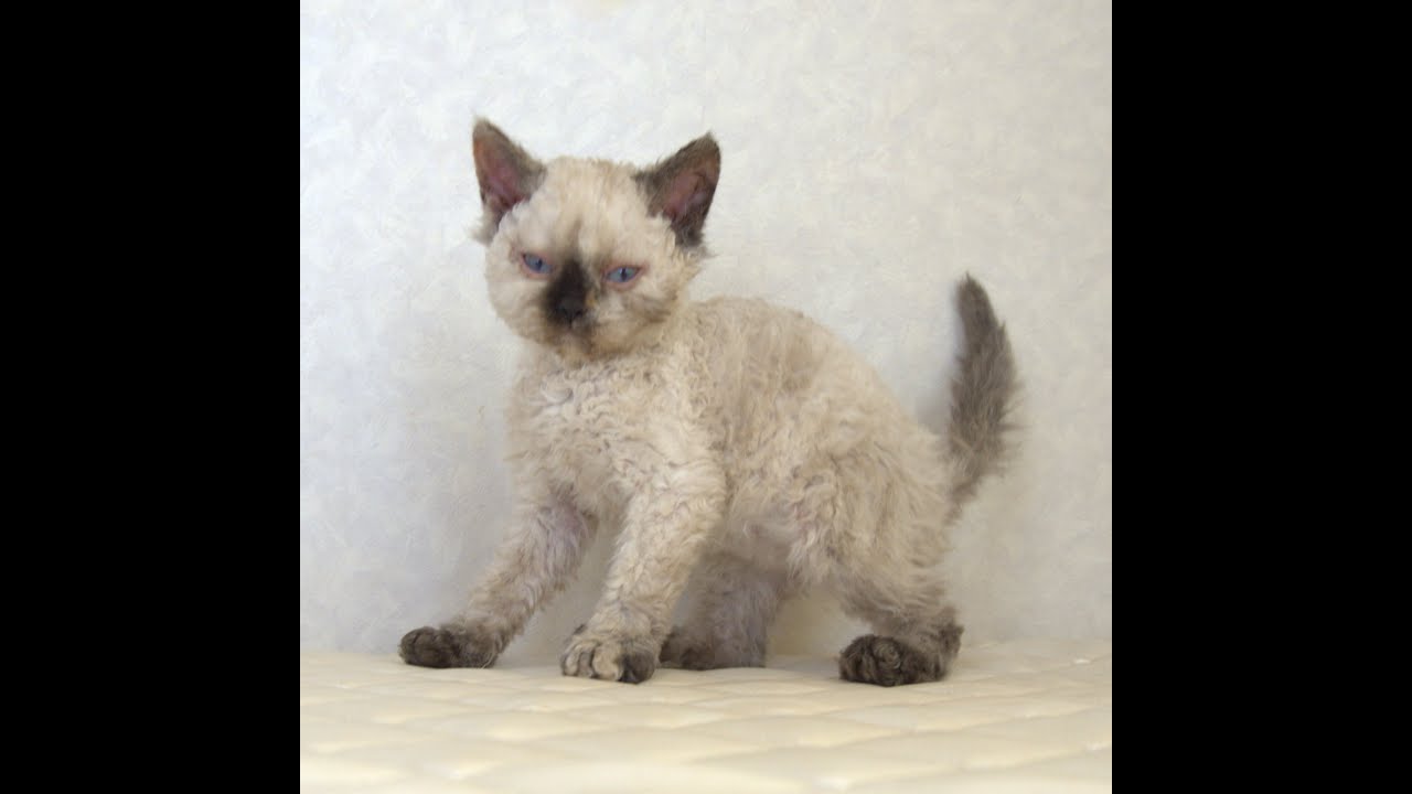 セルカークレックス子猫　Selkirk Rex　2025.5.28産まれ　シールポイント　巻き毛　女の子　シーダキャット猫のお店