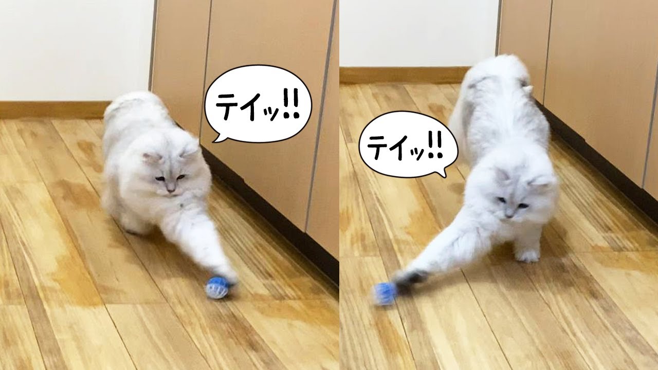 ボールで激しく遊び続けるモフ猫【ペルシャ猫 チンチラシルバー】