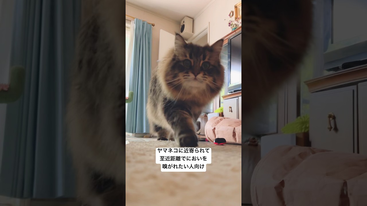 おもちゃで遊んでたはずが #サイベリアン #cat #猫 #ヤマネコ
