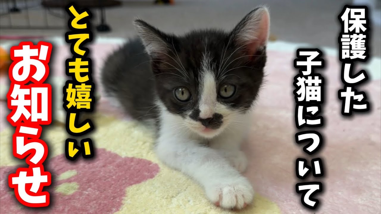 猛暑日にゴミ置き場で保護した子猫について大切なお話があります