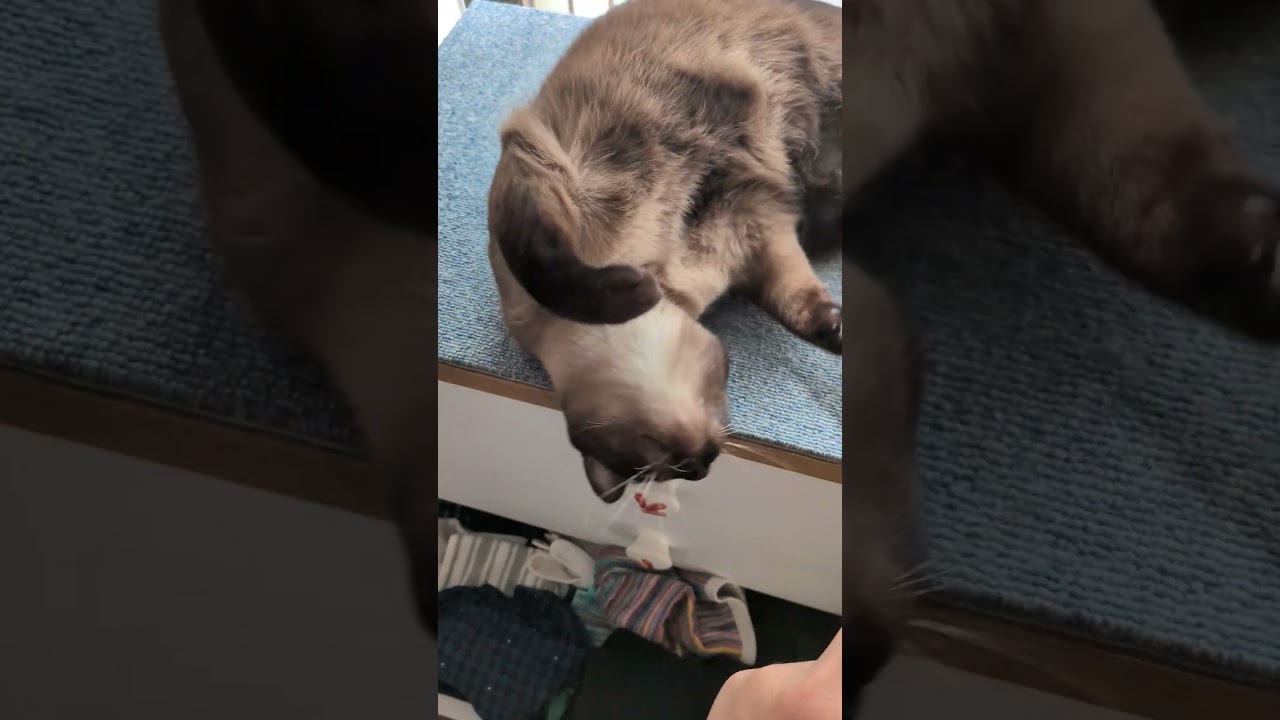 #cat シャム猫と拳を交える