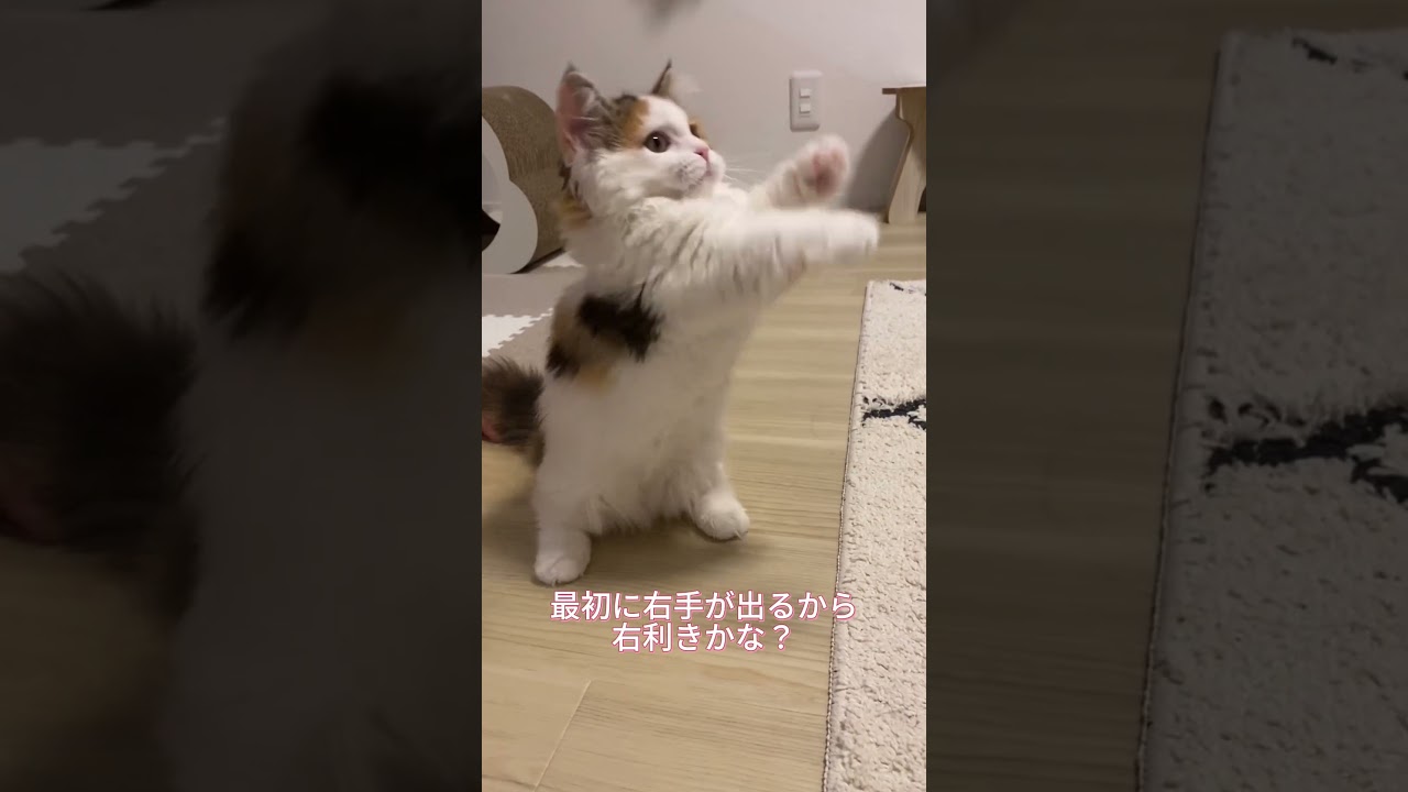 うちの猫、ボクシング始めるってよ #shorts #猫 #子猫 #マンチカン #短足マンチカン