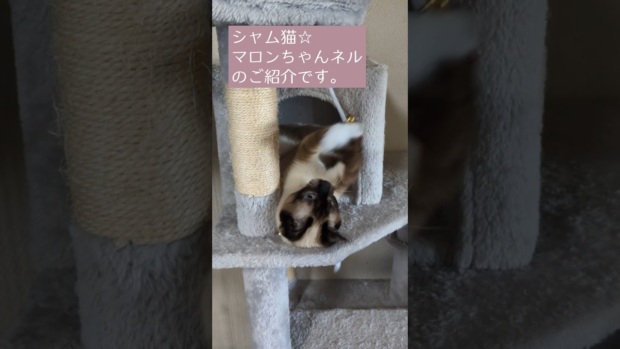 シャム猫☆マロンちゃんネルのご紹介  #cat #catshorts #シャム猫 #しゃむねこ #アドビクリエイティブカレッジ #第9期生卒業課題