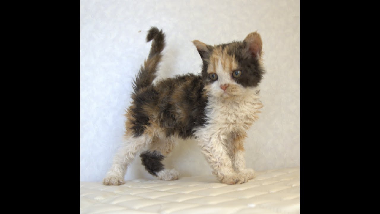 セルカークレックス子猫　Selkirk Rex　2025.5.28産まれ　キャリコ　三毛猫　巻き毛　女の子　シーダキャット猫のお店