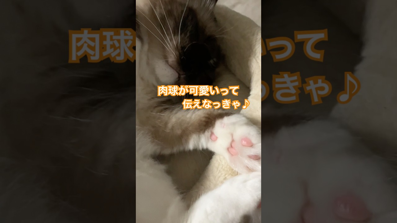 ニャッホニャッホ♫ #ragdolls #cats #cutecat #shorts #ラグドール #猫のいる暮らし #猫動画 #ショート
