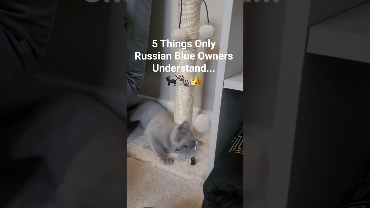 ✨ 5 Things Only Russian Blue Cat Owners Understand ✨