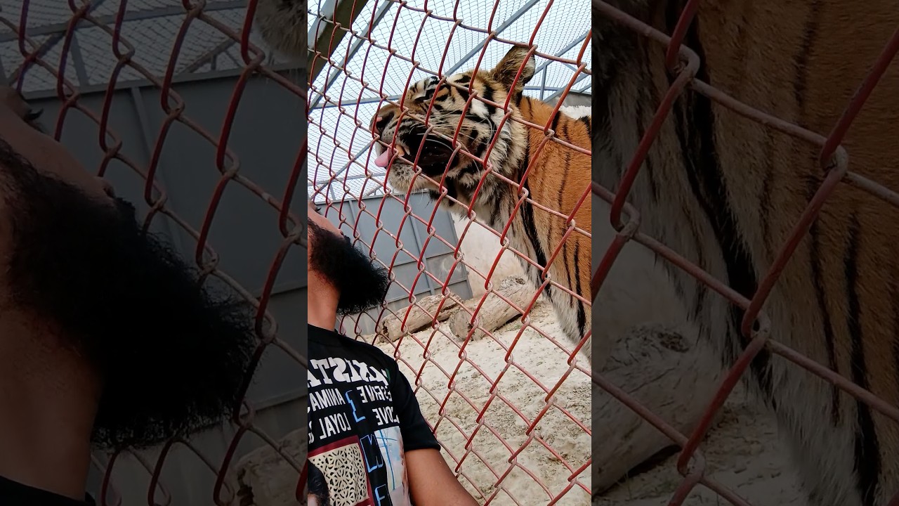 ベンガルトラ 🐯 #rajulion #animals #ytshorts #tiger #tigershroff #bengaltiger #animalloverofpakistan