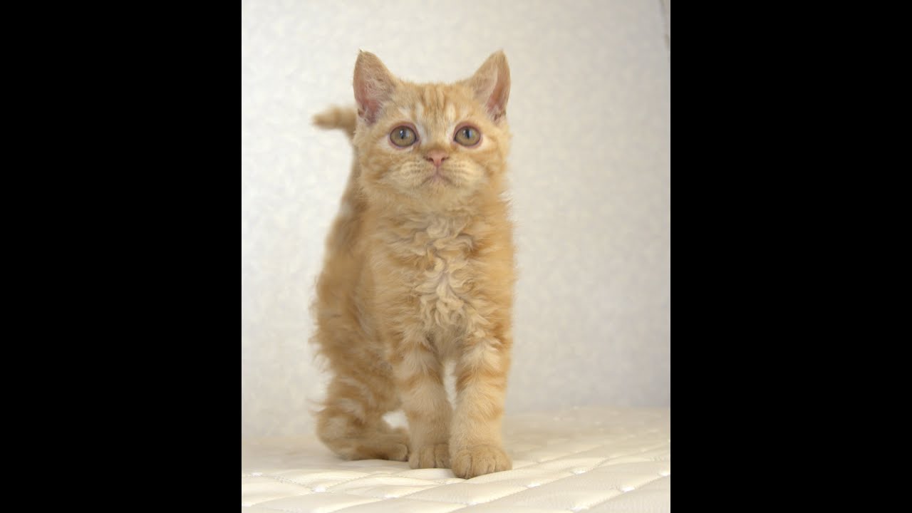 セルカークレックス子猫　Selkirk Rex　2025.5.28産まれ　レッドタビー　巻き毛　男の子　シーダキャット猫のお店