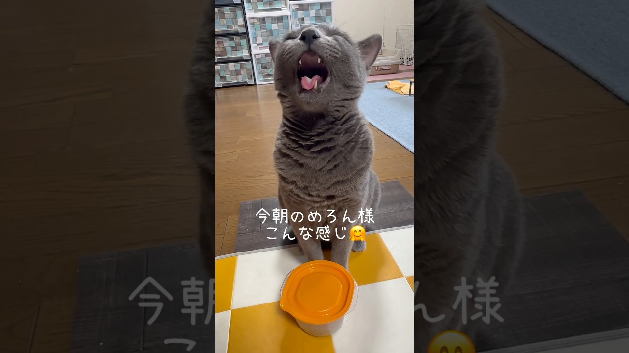 【ロシアンブルー】日曜日の朝のめろんです🤗【猫】#shorts