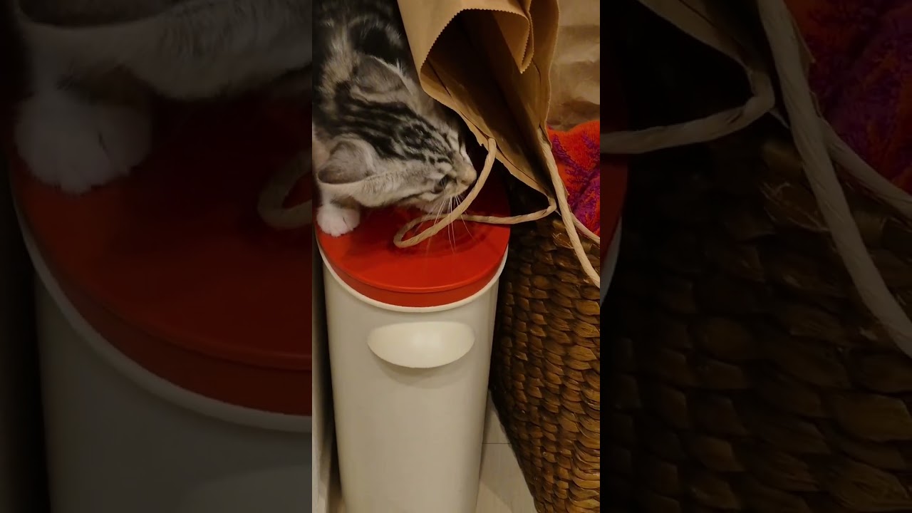 子猫とかくれんぼ