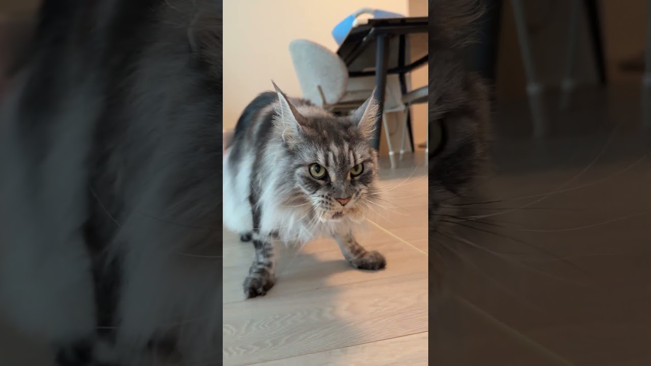 お誕生日なので新品の猫じゃらしあげたら嬉しそうに遊ぶレムち🐱💕 #mainecoon