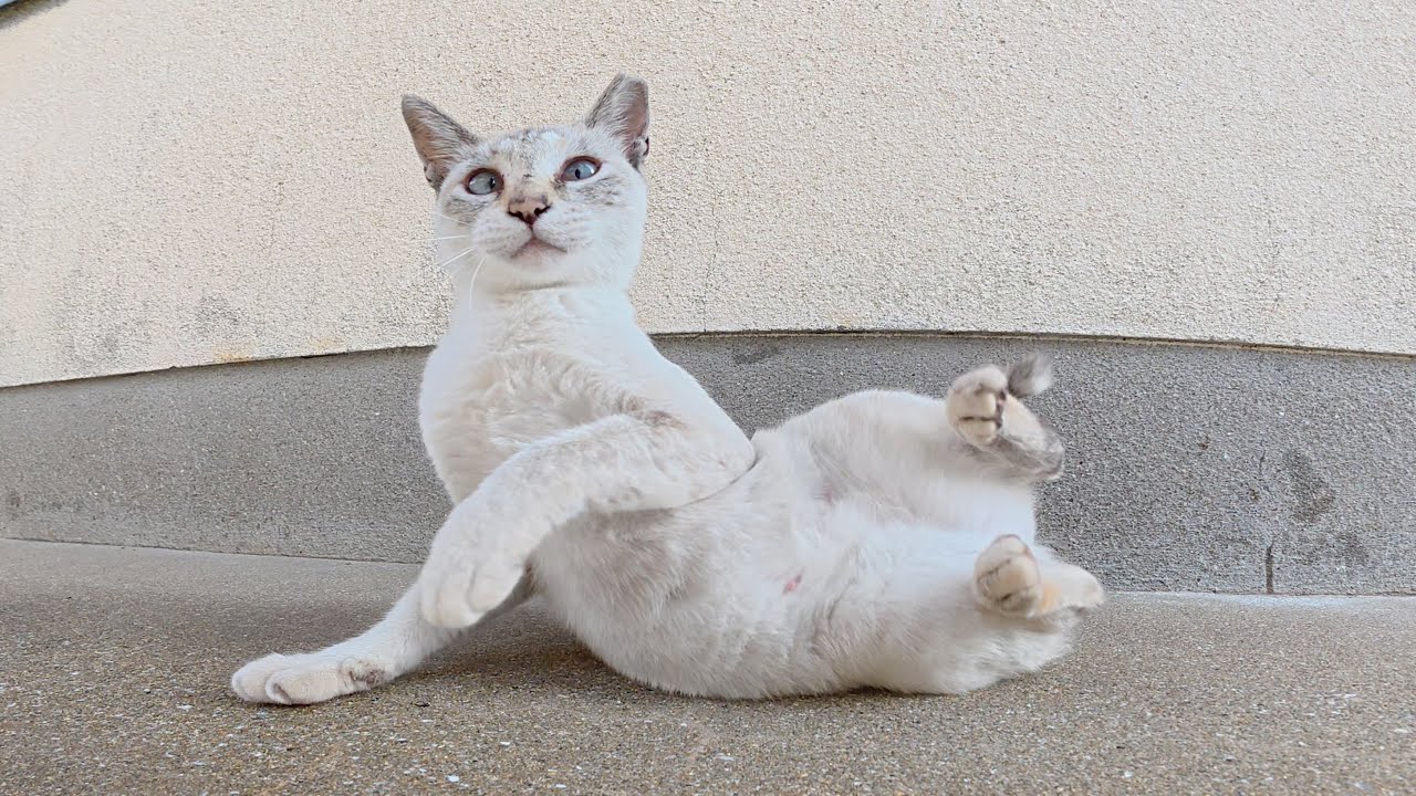 人間にモフられると、コテンと寝転んで転げ回るシャム猫ちゃん
