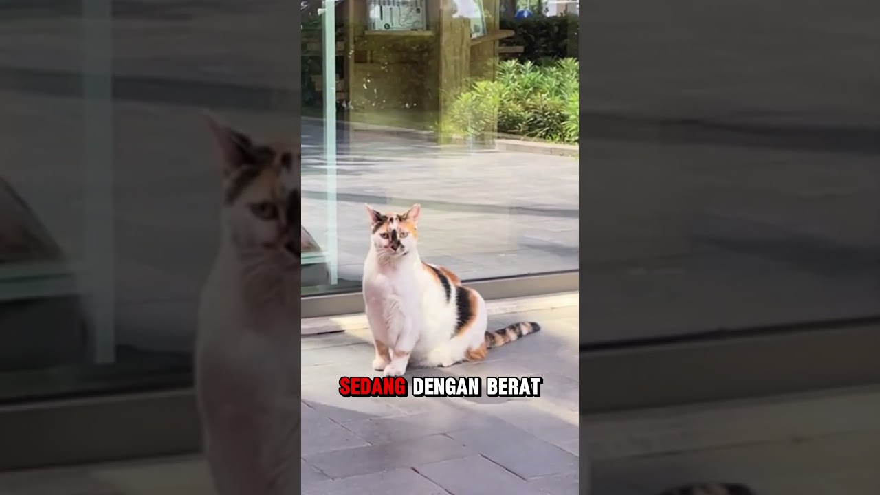 American WireHair Cat #cats #kucinglucu #catlover #raskucing