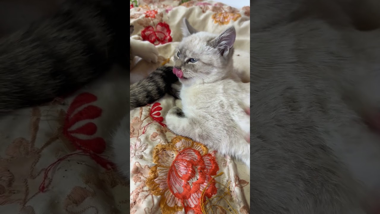 キジシロのルル「ちょっと、心を開いたかな。シャム猫の子ネコちゃん」