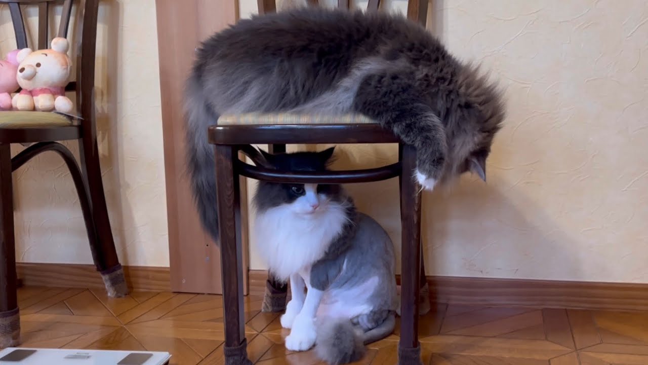 【クセがすごい】お兄ちゃんの見方のクセが強い、ノルウェージャンフォレストキャット♡